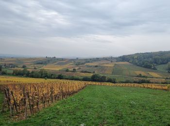 Randonnée Marche Orschwiller - ARCA Bergheim - Photo