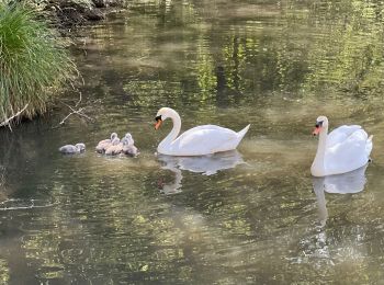 Tour Wandern Ormoy-le-Davien - 040522 - Boucle Ormoy le Davien - Moulin de Wallu... - Photo