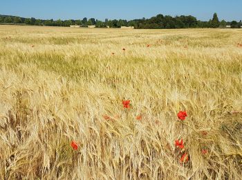 Randonnée Marche Méré - Méré Montfort l'Amaury-St. Léger en Yvelines  - Photo