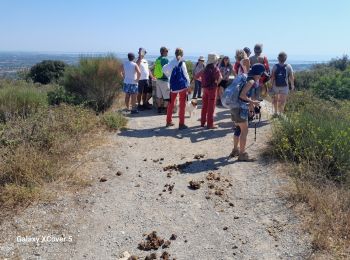 Tocht Stappen Fabrègues - Fabregues-Mont Bauzille-12km-250m - Photo