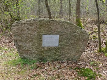 Trail On foot De Wolden - Rondwandeling geel - Photo