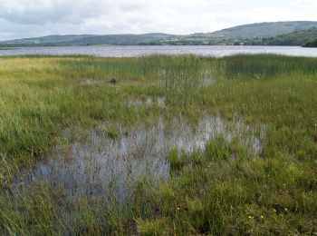 Tocht Te voet Killaloe Municipal District - Cahermurphy Loop Walk - Photo