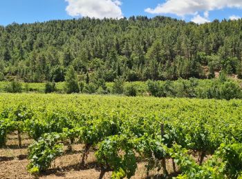 Excursión Senderismo Félines-Minervois - De camplong à Félines-Minervois  - Photo