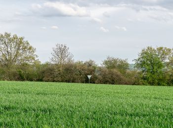 Randonnée A pied Horn-Bad Meinberg - Zugangsweg Hermannshöhen - Horn-Bad Meinberg - Photo