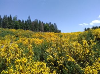 Tocht Stappen Cambon-et-Salvergues - Haute Vallée de l'Agout - Photo