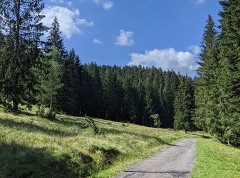 Trail On foot Staré Hamry - NS Gruň - Bílý Kříž - Photo