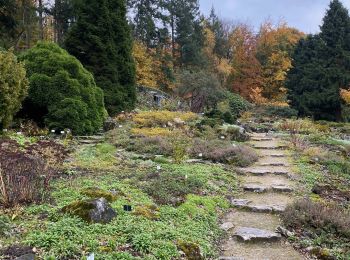 Trail Walking Beersel - Dworp - Parc de Huizingen - Bois de Halle - Photo