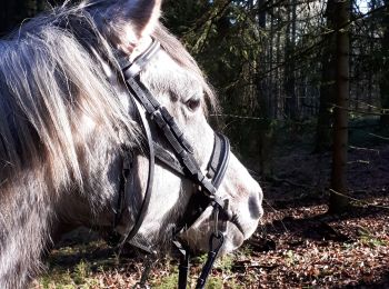 Randonnée Cheval Wellin - Promenade équestre au fil de nos cours d'eau - Photo