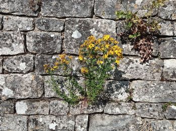 Excursión Senderismo Anthisnes - anthisne mont anthisne - Photo