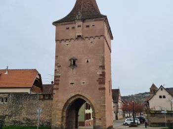 Trail Walking Rosheim - Vignoble de Rosheim et Rosenwiller - Photo