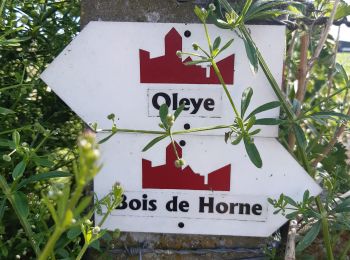 Trail Walking Waremme - OLEYE- BOIS DE HORNE - Photo