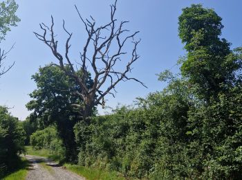 Trail Walking Somme-Leuze - Moresque 💘💘 - Photo