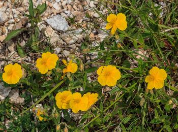 Trail On foot Cortina d'Ampezzo - IT-437 - Photo