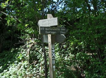 Tour Zu Fuß Körle - Körler Steig - Photo