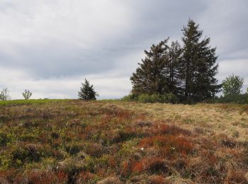 Excursión A pie Simonswald - Josef-Seger-Weg - Photo