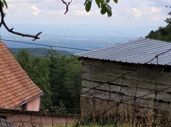 Tocht Stappen Niederhergheim - thannenkirch - Photo