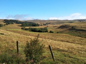 Trail Walking Allanche - Allanche-marcenat - TVR - jour 1 - Photo