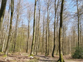 Randonnée Marche Arques-la-Bataille - forêt d'Arques-la-Bataille ouest - Photo