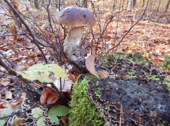 Randonnée A pied Inconnu - Dresdner Heide, Hämmerchen - Photo