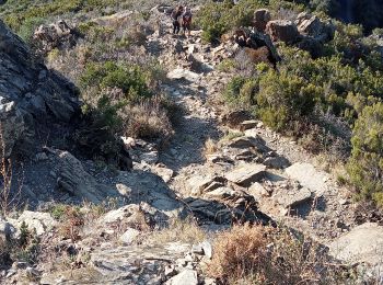 Trail Nordic walking Collioure - rando musclée  - Photo