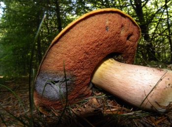 Randonnée A pied Apeldoorn - Nieuw-Milligen Oranje - Photo