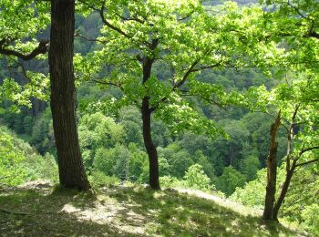 Percorso A piedi Thale - Harzklub-Weg 38A - Photo