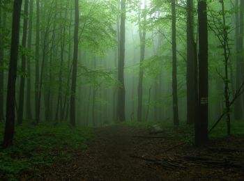 Randonnée A pied Perőcsény - K▲ (Börzsönyi Kék-Csóványos) - Photo