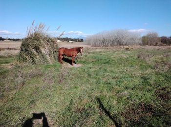 Tour Wandern Courthézon - courthezon 84 - Photo