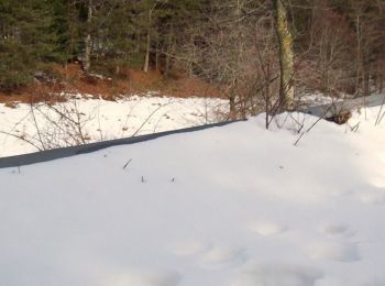 Randonnée A pied Bagnoli Irpino - Sentiero dell'aria della preda - Photo