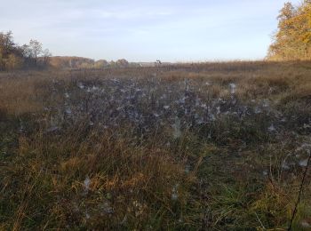 Randonnée Marche Pernay - 2021.11.18-6,60 km-Pernay - Photo