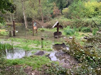 Percorso Marcia Ottignies-Louvain-la-Neuve - ✅ Le bois des rêves à Ottignies - Parcours natura 2000 - Photo