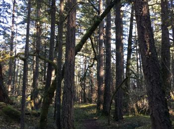 Percorso Marcia Saanich - High Ridge Trail - Photo