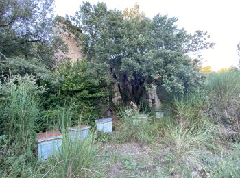 Excursión Senderismo Eyguières - Petit tour sur le gros calan - Photo