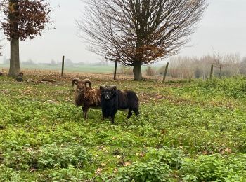 Tocht Stappen Opzullik - Gondregnies - bois de la Provision - Fouleng - Photo