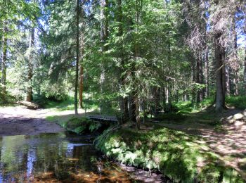 Tocht Te voet Vordorfer Forst - Geologisch-historischer Lehrpfad Leupoldsdorf-Vordorf - Photo