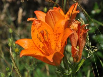 Tocht Te voet Pioggiola - Monte Tolu - Photo