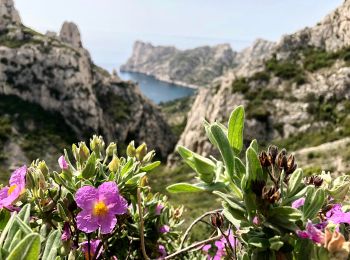 Trail On foot Marseille - FR-6 - Photo