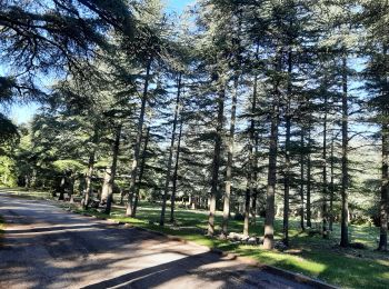 Percorso Marcia Bonnieux - forêt des cedres - Photo