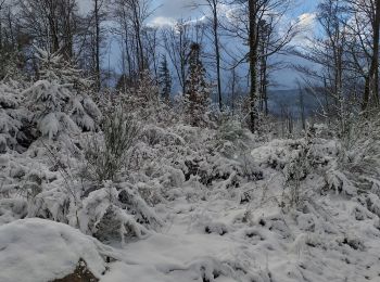 Trail Nordic walking Saulxures-sur-Moselotte - col du champ le vent - Photo