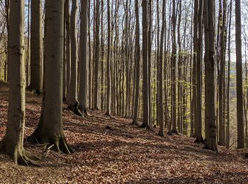 Tocht Te voet Liberec - NS Karlovské bučiny - Photo