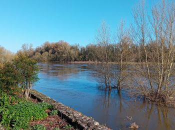 Randonnée Marche Gennes-Val-de-Loire - Cunault - Photo