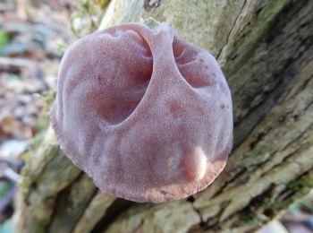 Percorso A piedi Gilze en Rijen - Ommetje Vijf Eiken - Photo