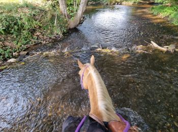 Tour Reiten Celles-sur-Plaine - randonnée Celles-sur-Plaine direction Cirey-sur-Vezouze  - Photo