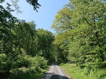 Percorso A piedi Königsberg in Bayern - Wolftour Altershausen - Photo