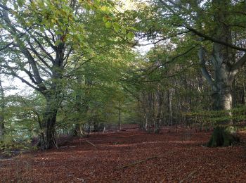 Tocht Te voet Trendelburg - Grenzland-Rundweg 2 - Photo