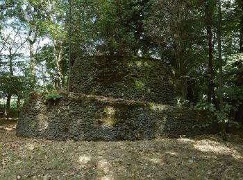 Randonnée A pied Bekkevoort - Mierenbergwandeling - Photo