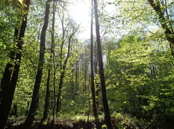 Randonnée Marche Érezée - GrWandArdNatuur 17:Amonines (PVDB) - Photo