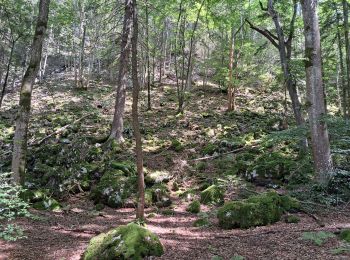 Trail Walking Aiguebelette-le-Lac - Mont Grêle  - Photo