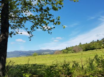 Tour Wandern Günsbach - Gunsbach - Munster - Gunsbach - Photo