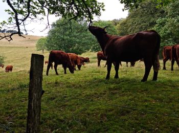 Trail Walking Steinbach - Rando Marcheurs du 03/07/2023 par ALAIN - Photo